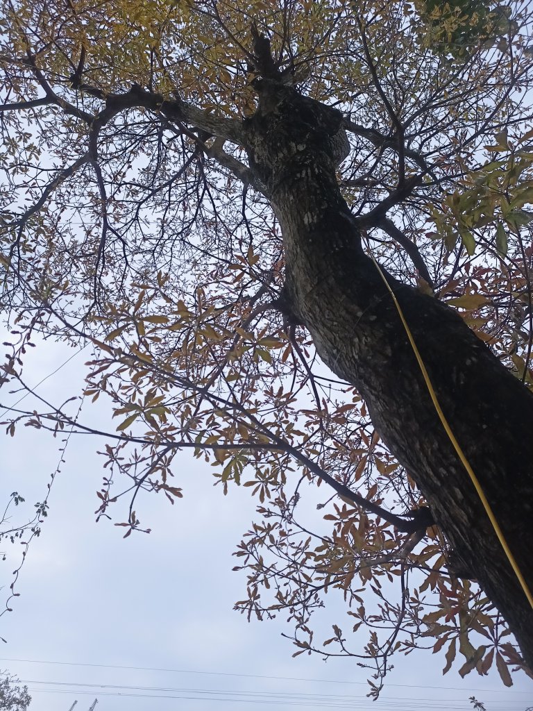 IMG20260313174953.jpg