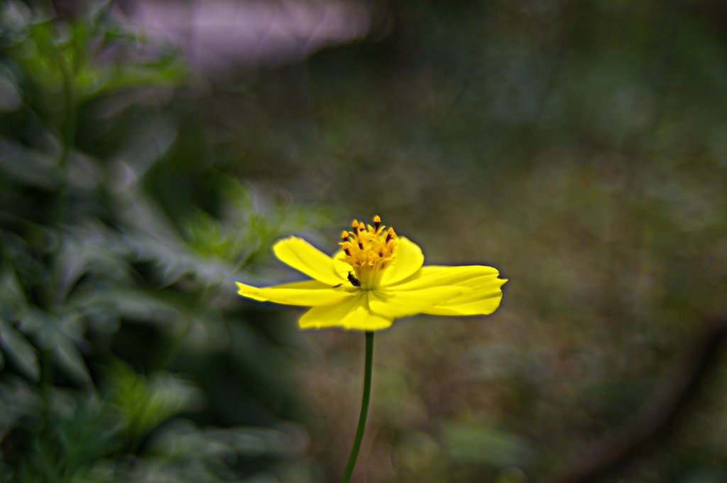 IMGP9971-1.JPG