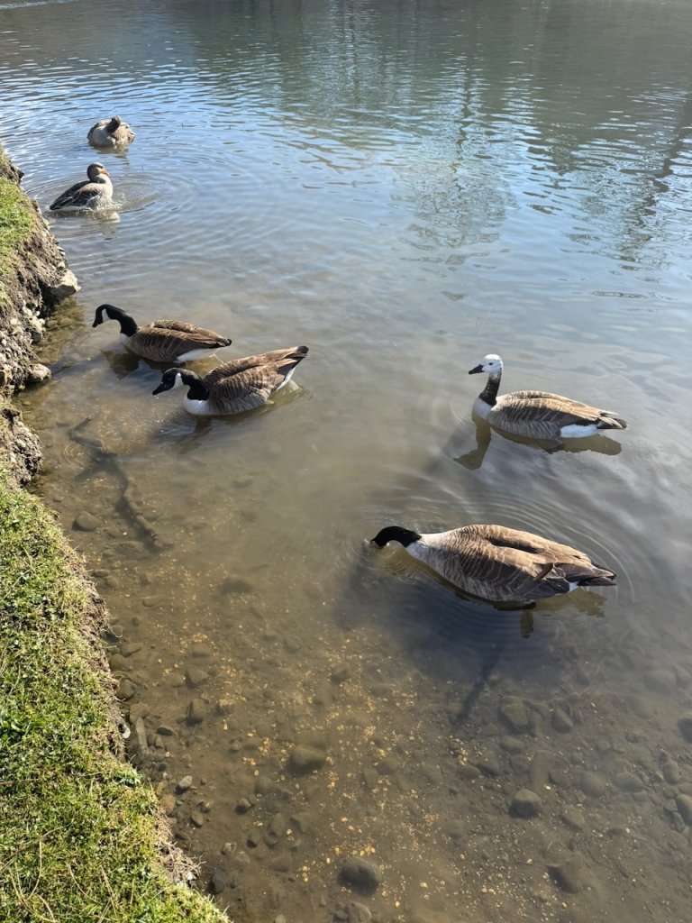 IMG_2477.jpeg