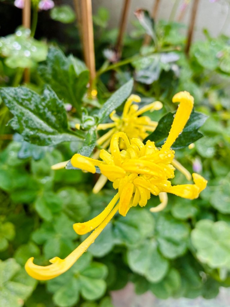 IMG_4971.jpeg