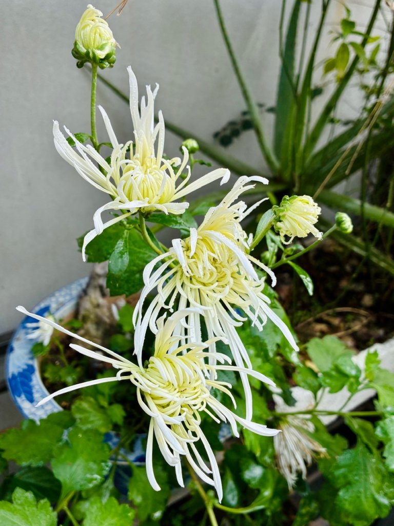 IMG_4975.jpeg
