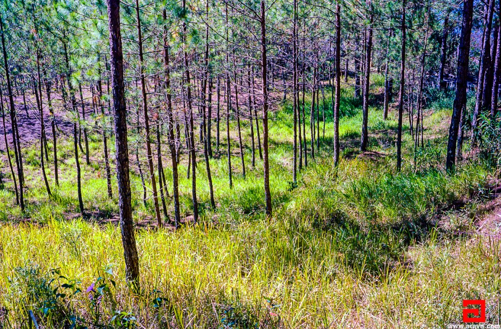Scan-140319-0001.JPG