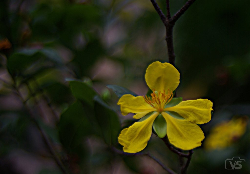 IMGP3920-1.JPG