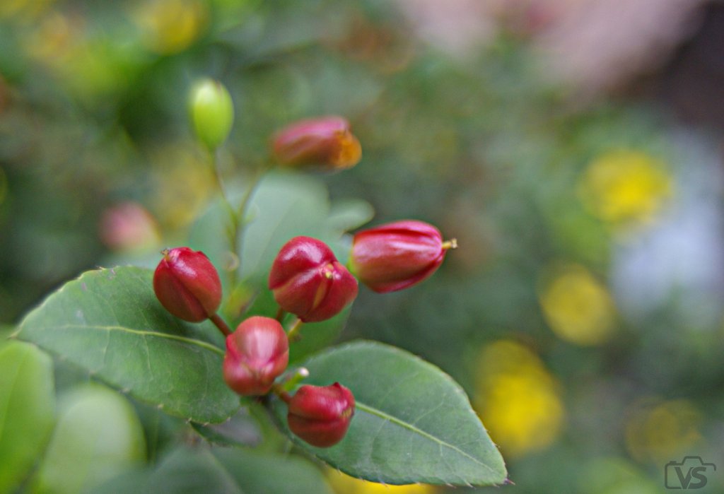 IMGP3922-1.JPG