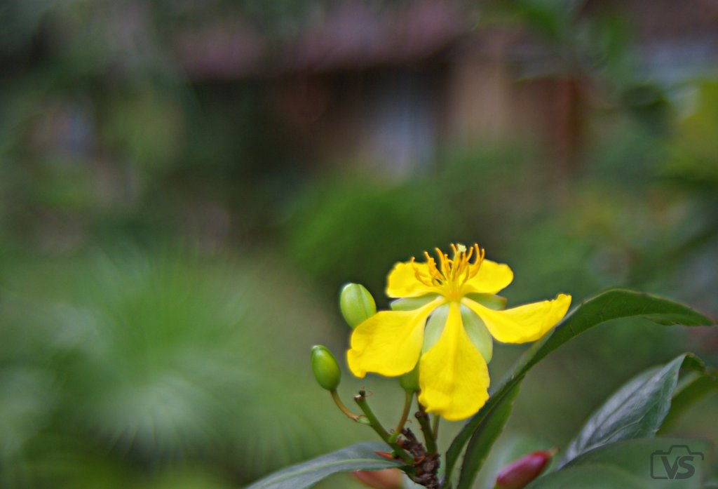 IMGP3925-2.JPG