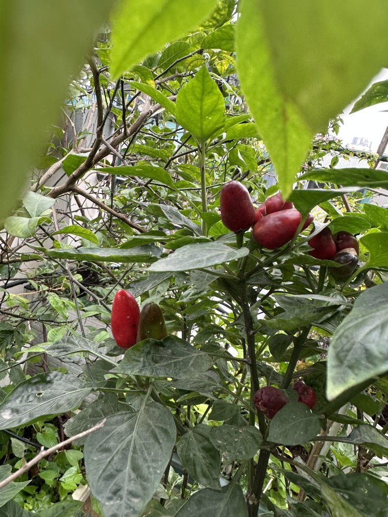 IMG_7802.jpeg