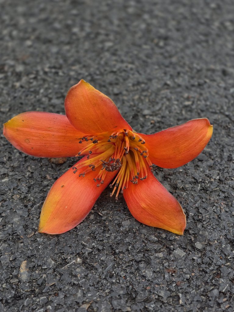 27853.jpg