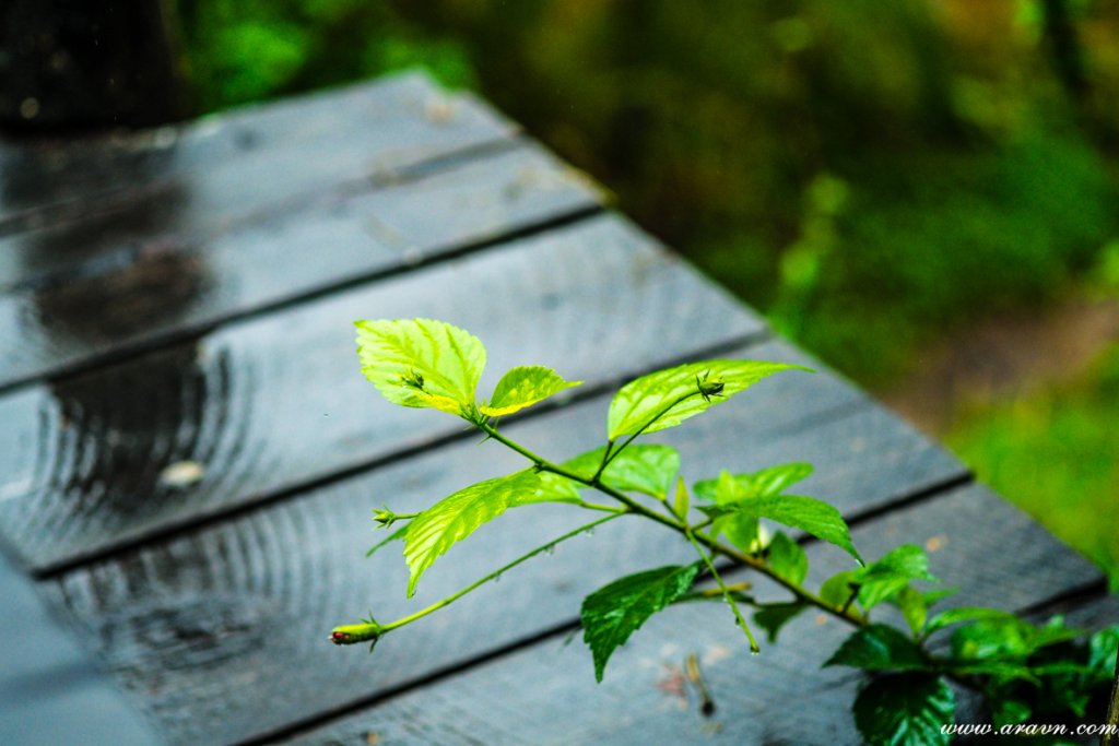 DSCF2718.JPG