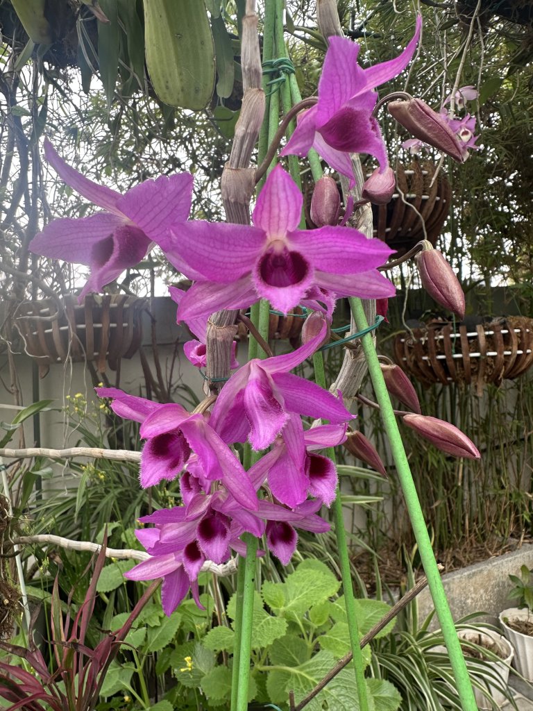 IMG_8272.jpeg
