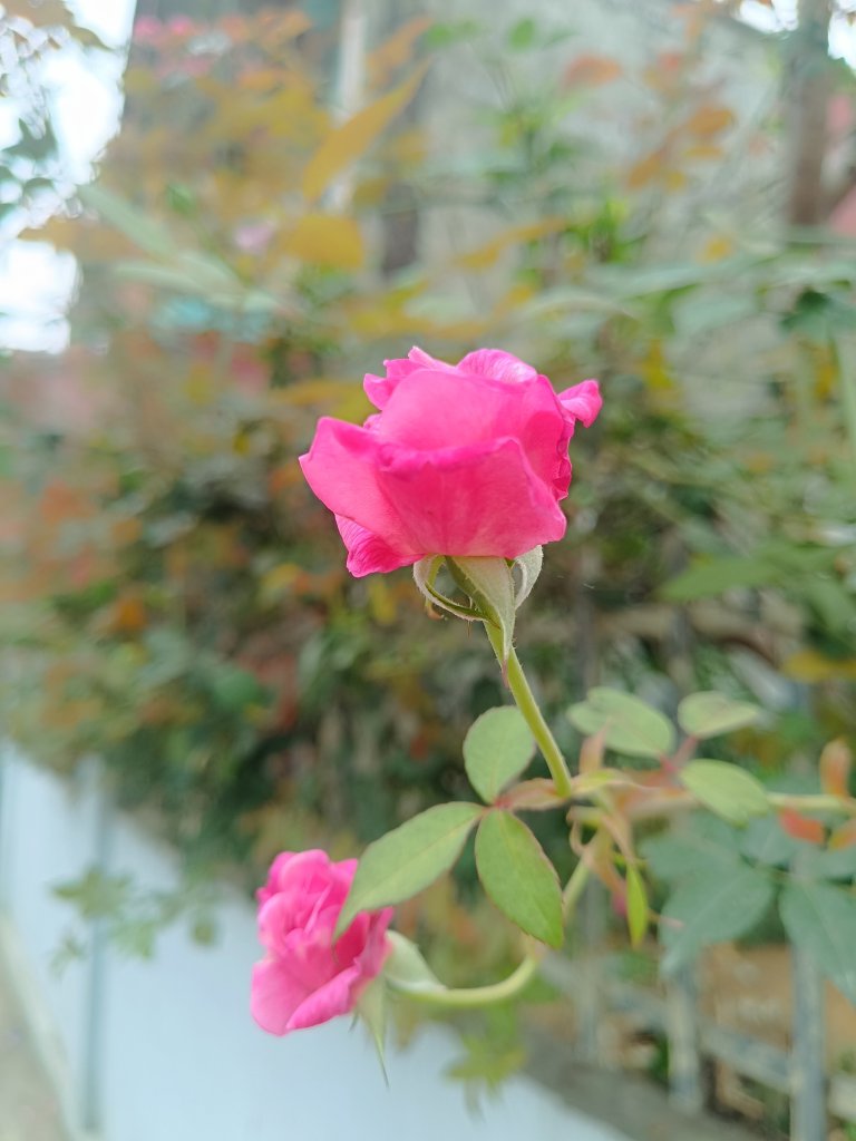 IMG_20260327_102931.jpg