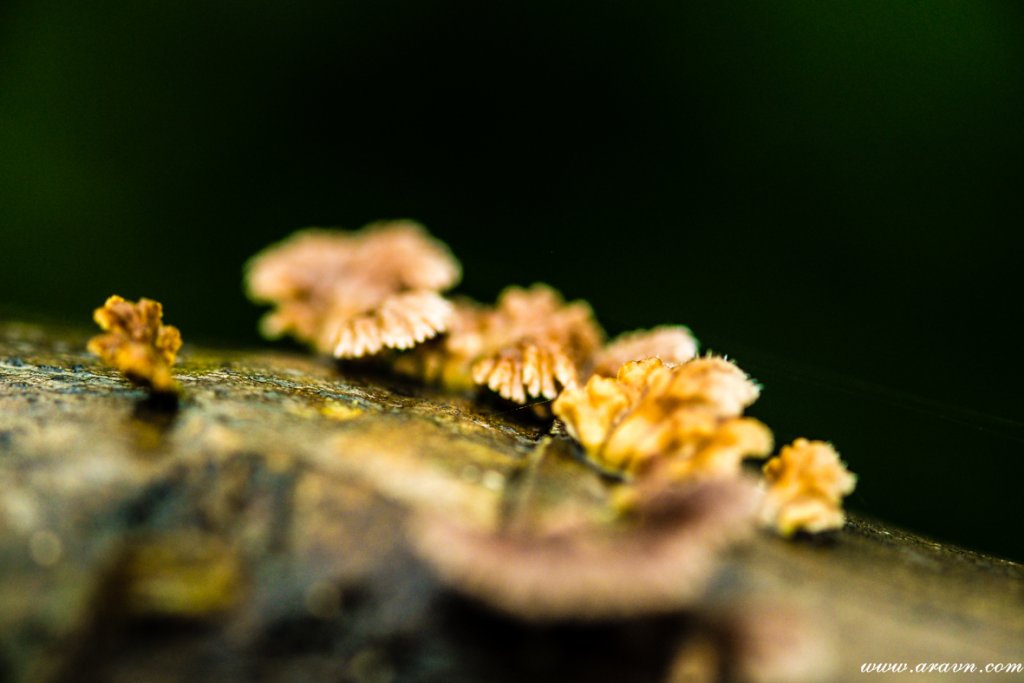 DSCF2741.JPG