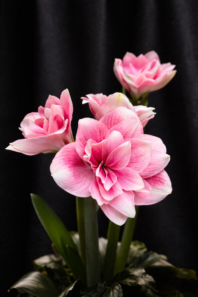 IMG_0437.png
