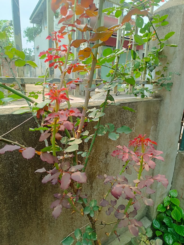 IMG_20260330_102534.jpg