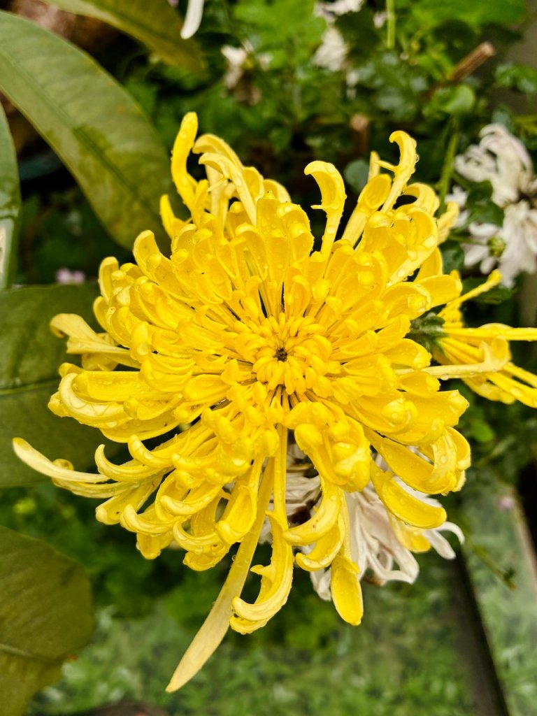 IMG_5331.jpeg