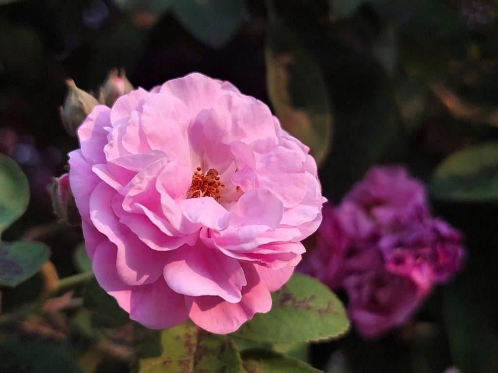 584f85b0e1f660a839e7.jpg