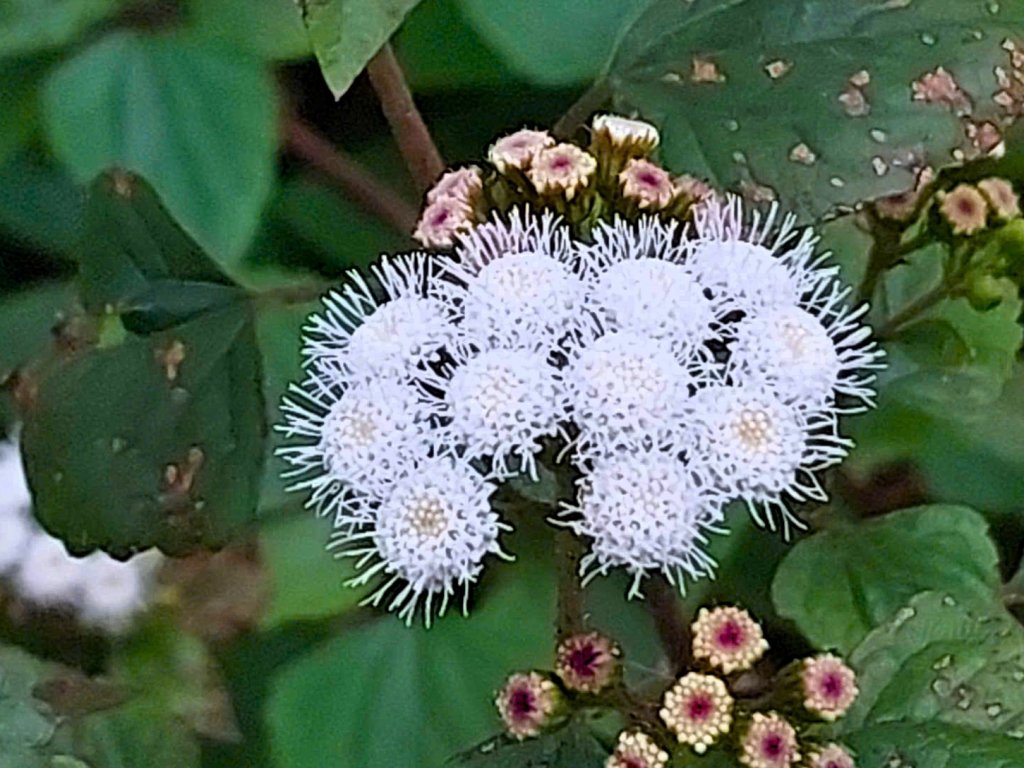 ca5a6363b922387c6133.jpg