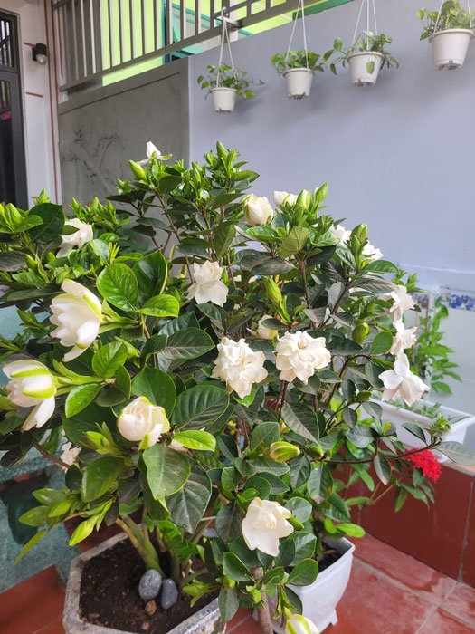bach-thien-huong-thom.jpg