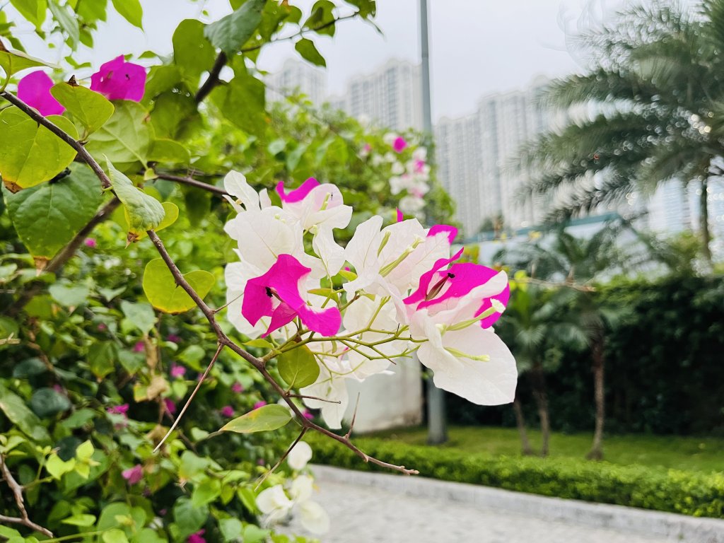 IMG_3240.jpeg