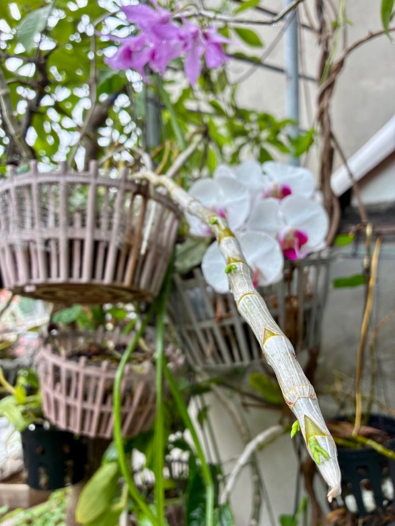 IMG_5384.jpeg