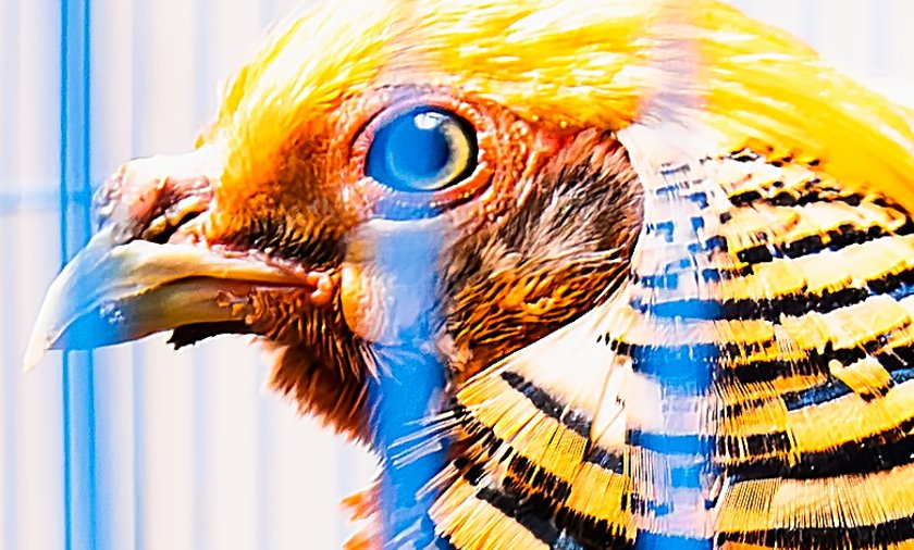 IMG_3076Crop.JPG