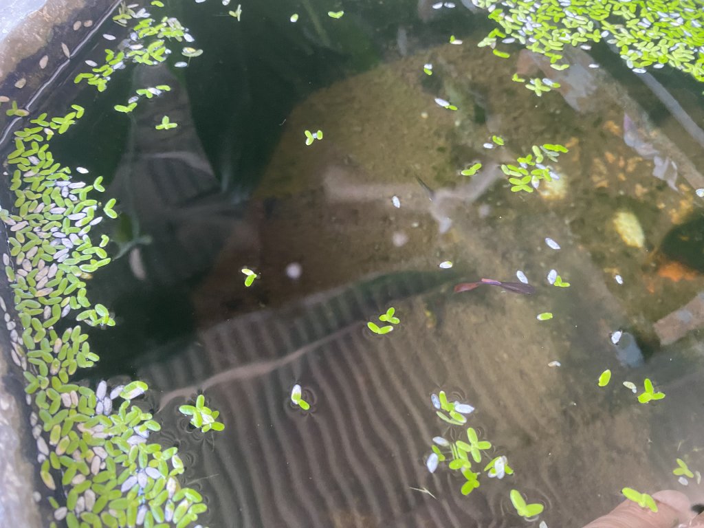 IMG_0078.jpeg