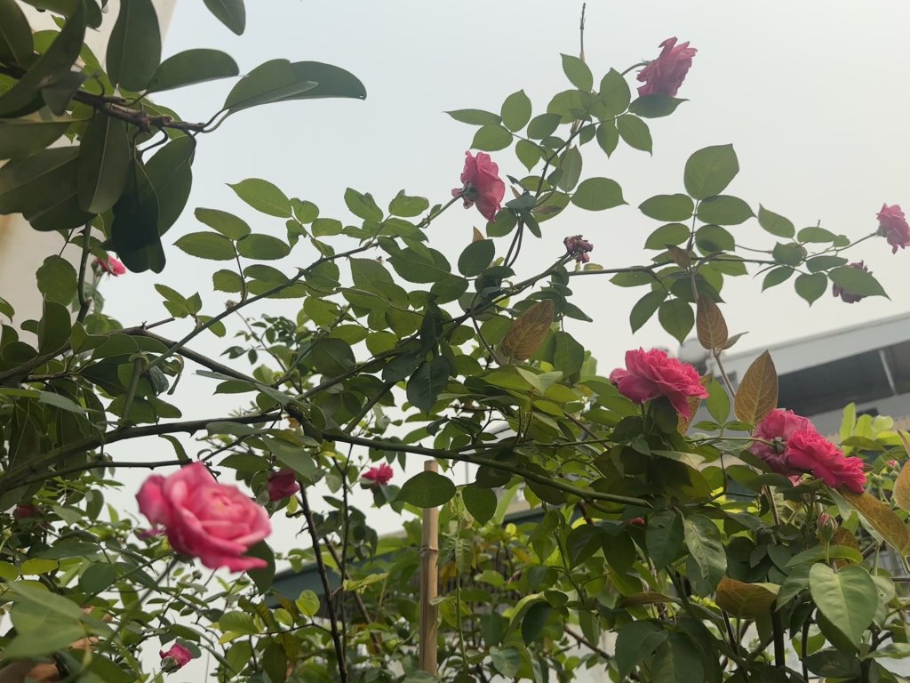 IMG_8639.jpeg
