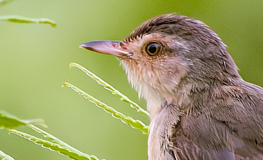 IMG_2487Crop.JPG