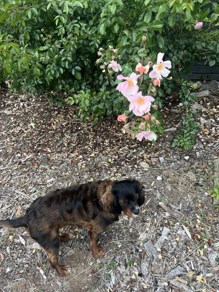 IMG_7449.jpeg