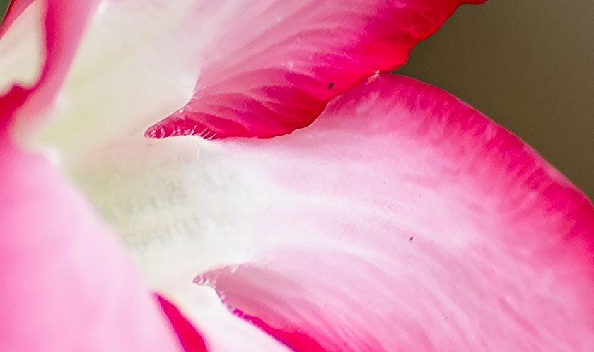 IMG_2490Crop.JPG