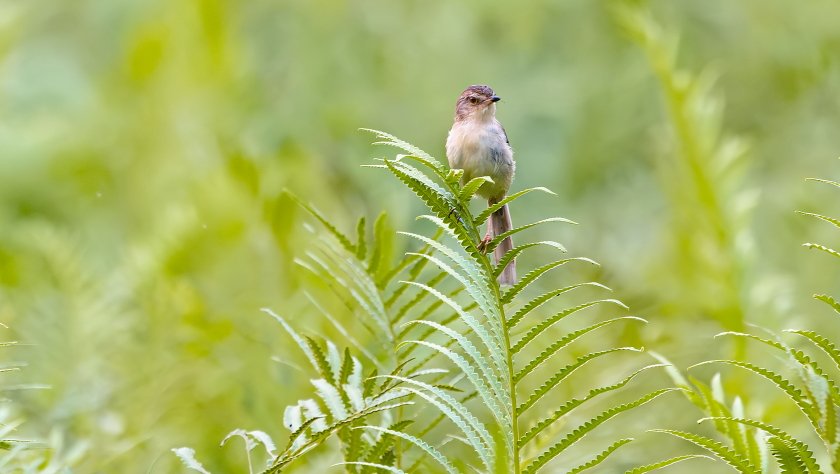 IMG_2510Crop.JPG