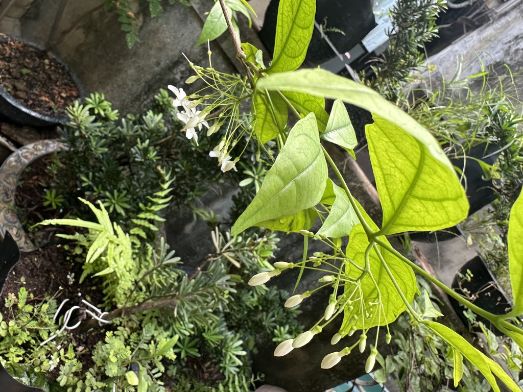 IMG_7980.jpeg