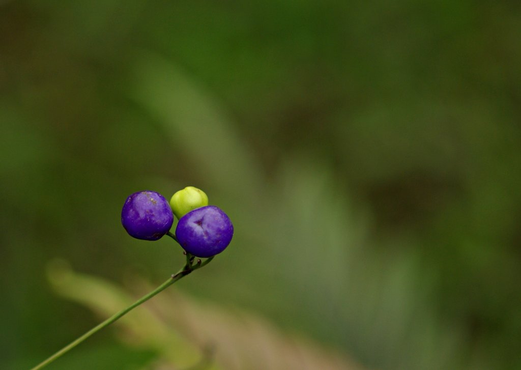 IMGP4442.JPG
