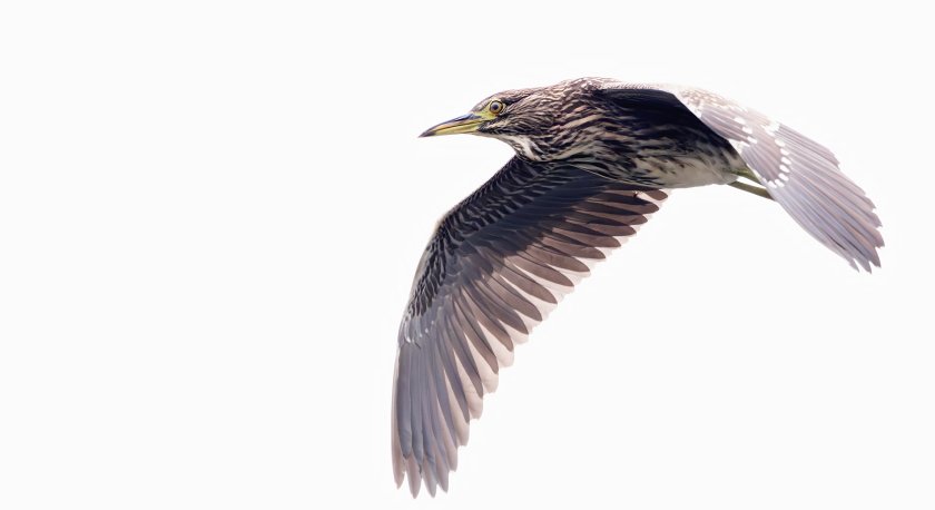 IMG_2604Crop.JPG