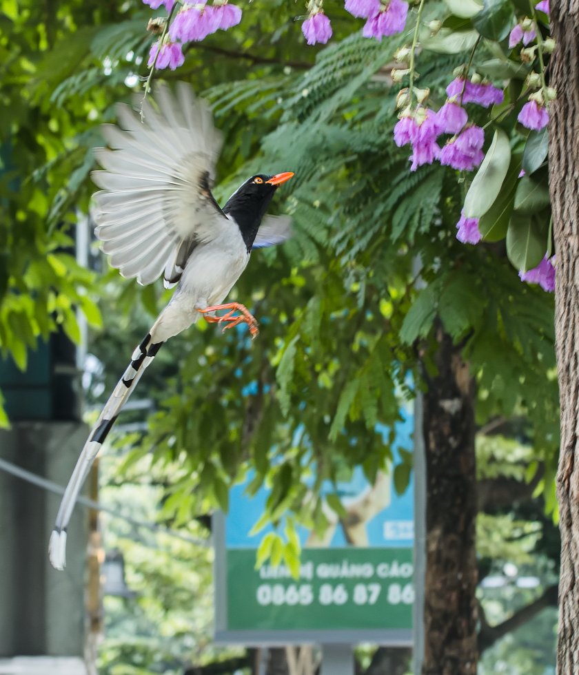 IMG_2727Crop.JPG