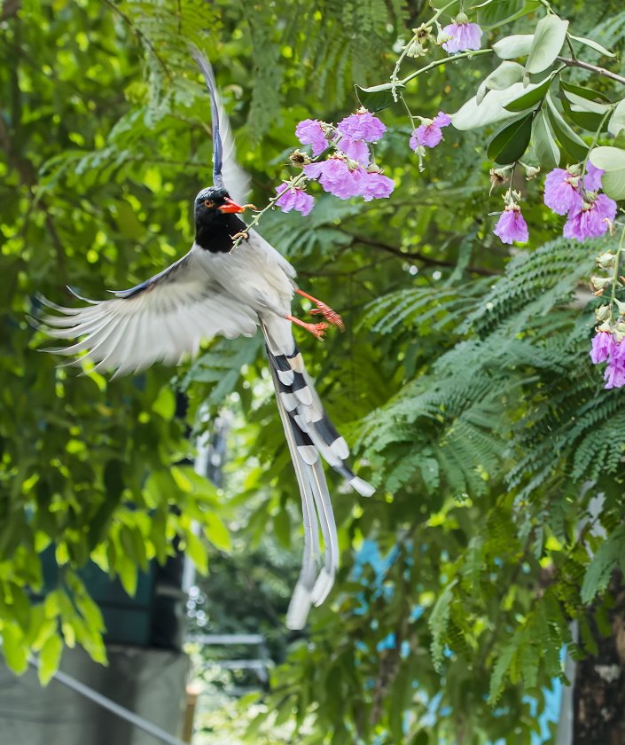 IMG_2723Crop.JPG