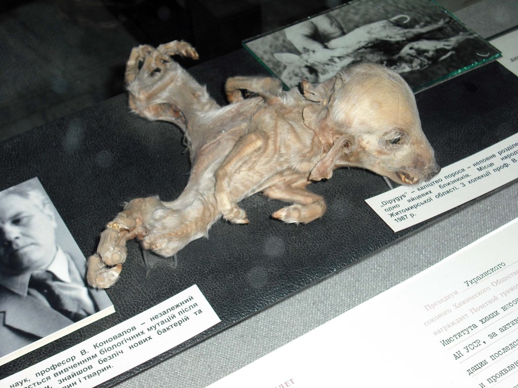 Chernobyl 2006 (1).jpg