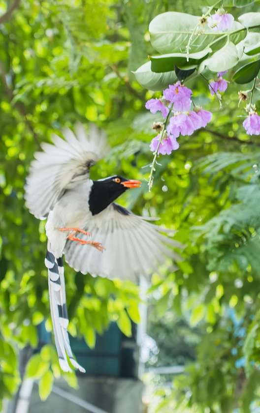 IMG_2700Crop.JPG