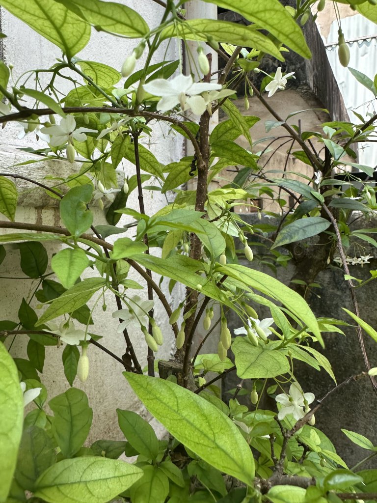 IMG_8086.jpeg