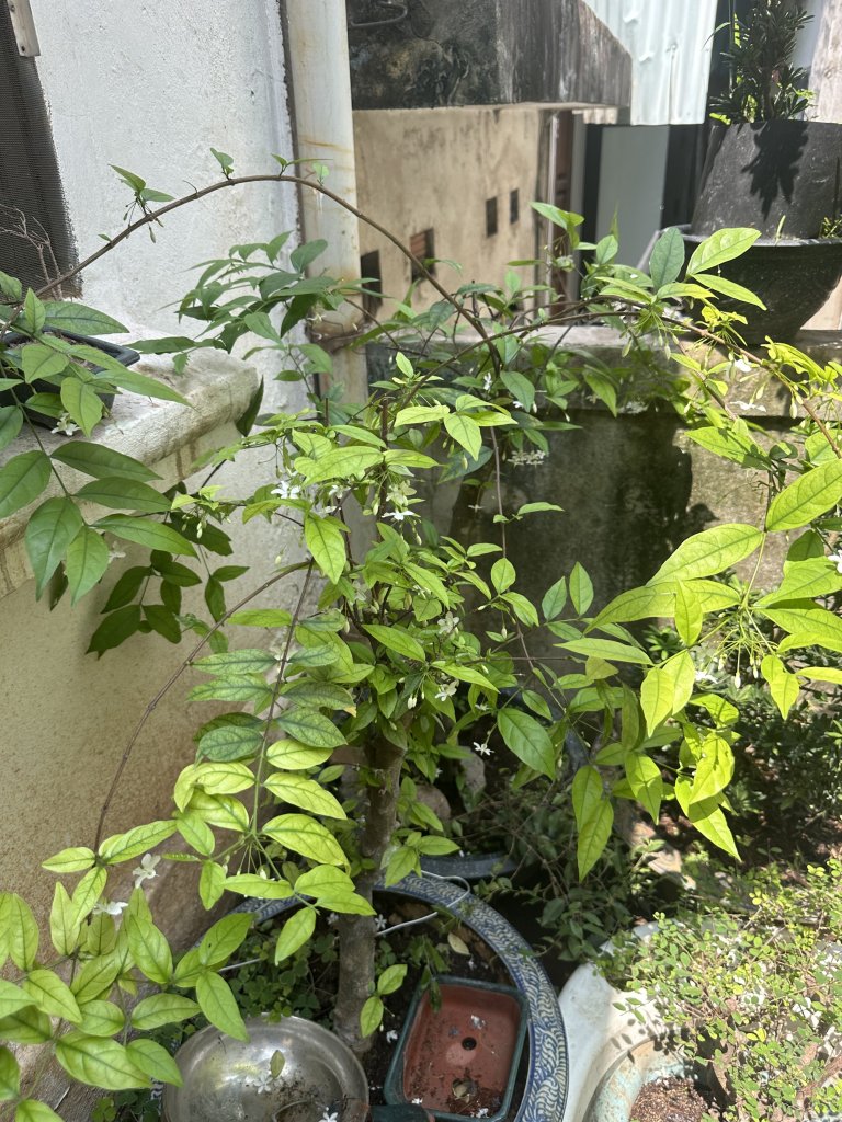 IMG_8087.jpeg