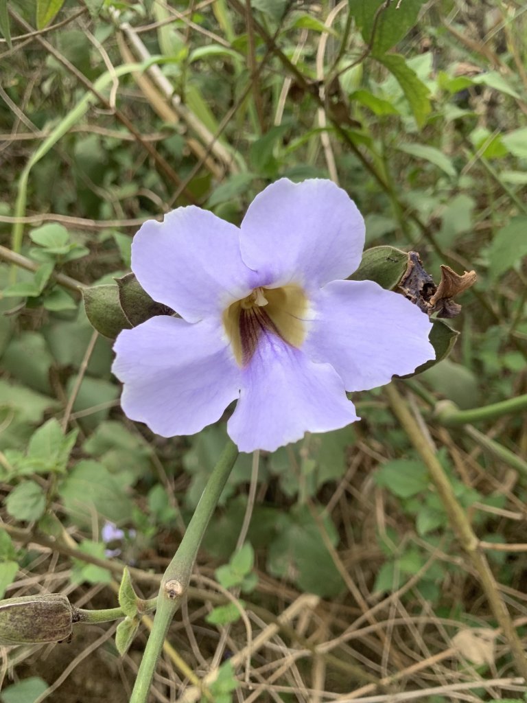 IMG_6819.jpeg