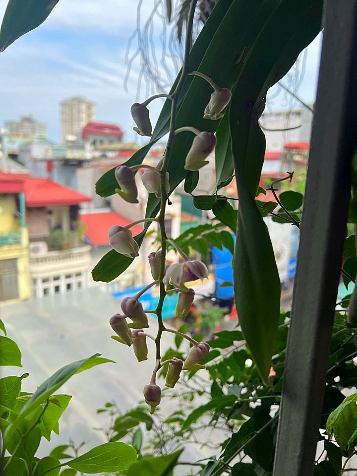 IMG_4285.jpeg