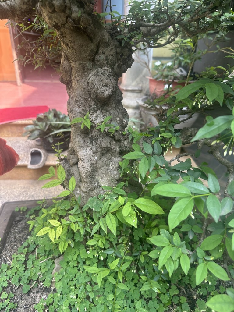 IMG_8123.jpeg