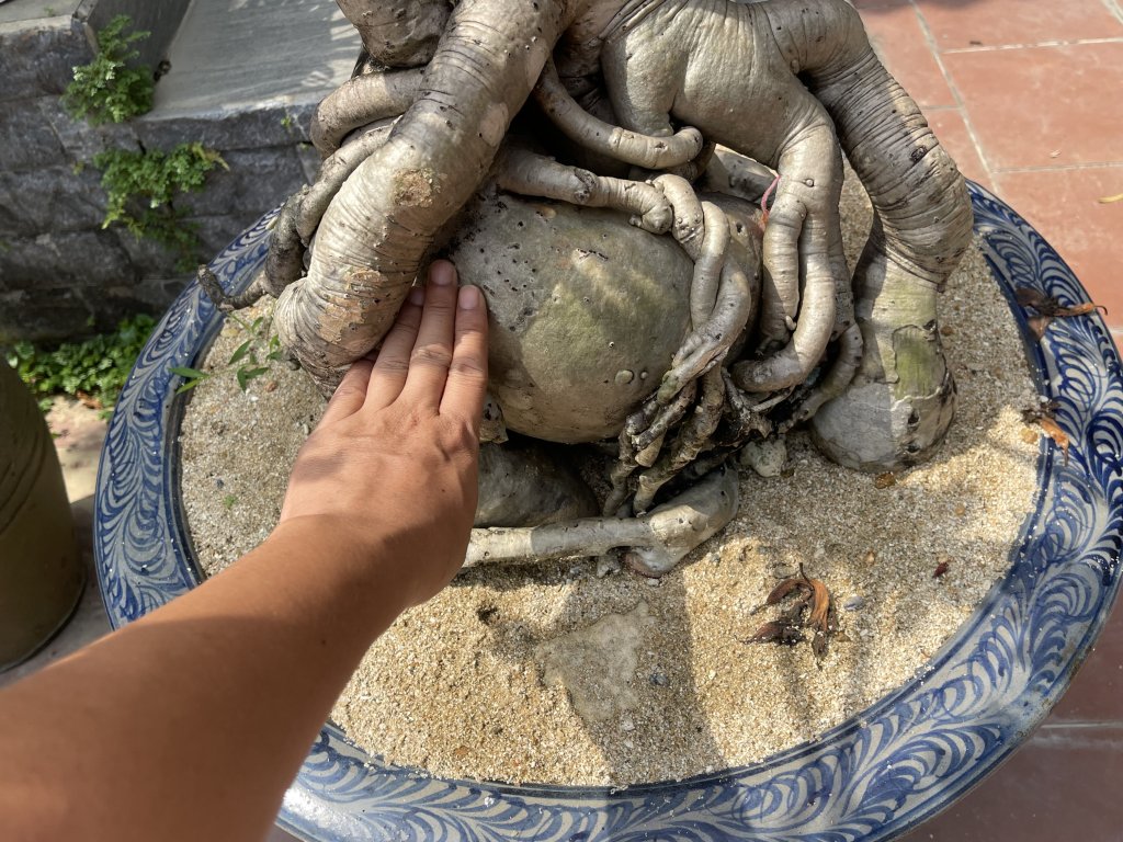 IMG_0298.jpeg