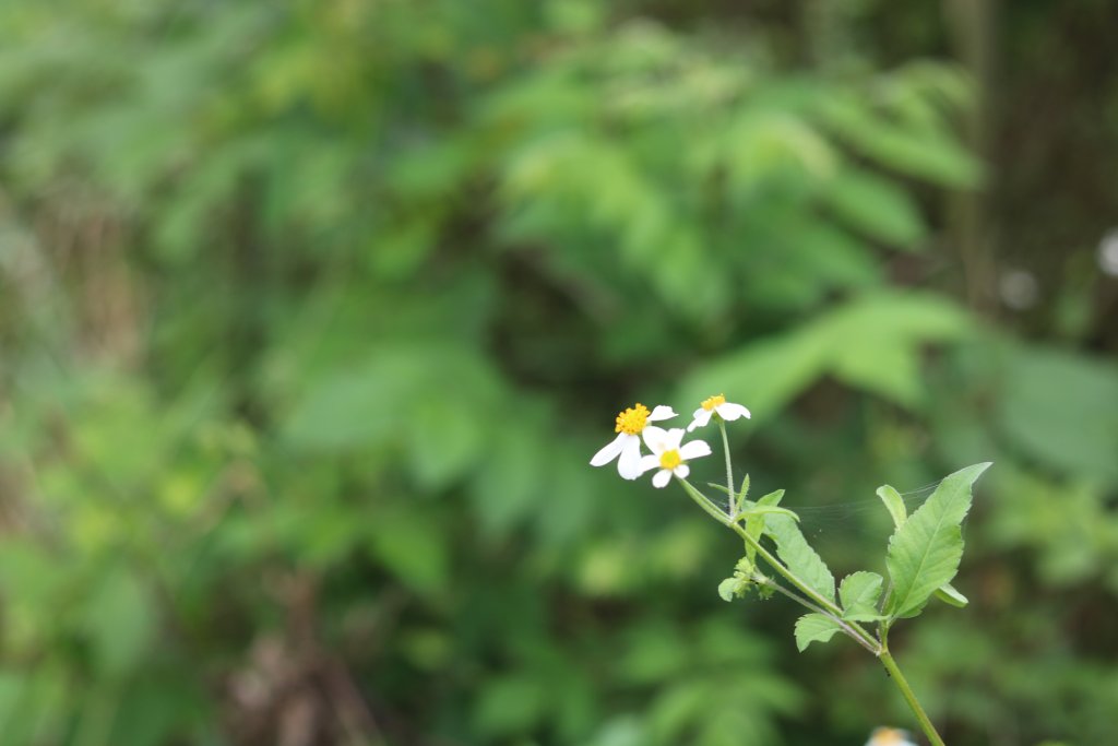 IMG_2956.jpeg