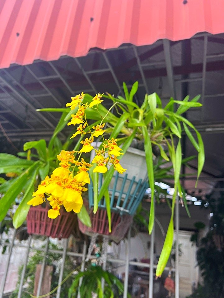 IMG_4342.jpeg