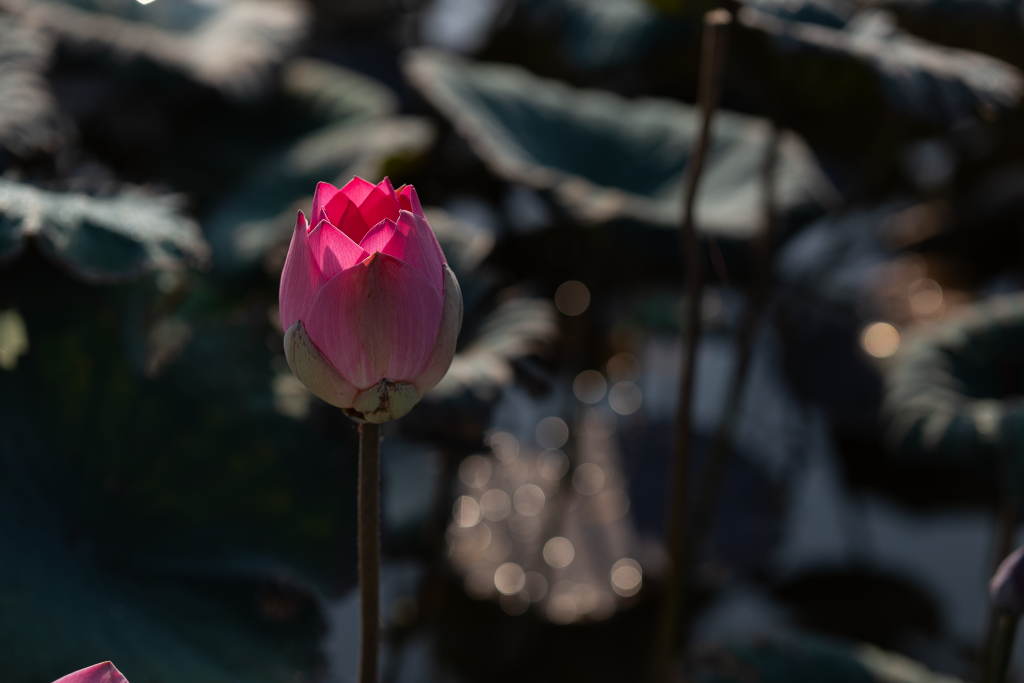 _7R38974.png