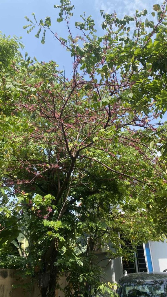 IMG_1096.jpeg