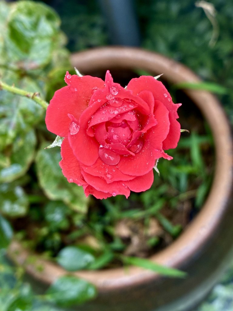 IMG_6064.jpeg