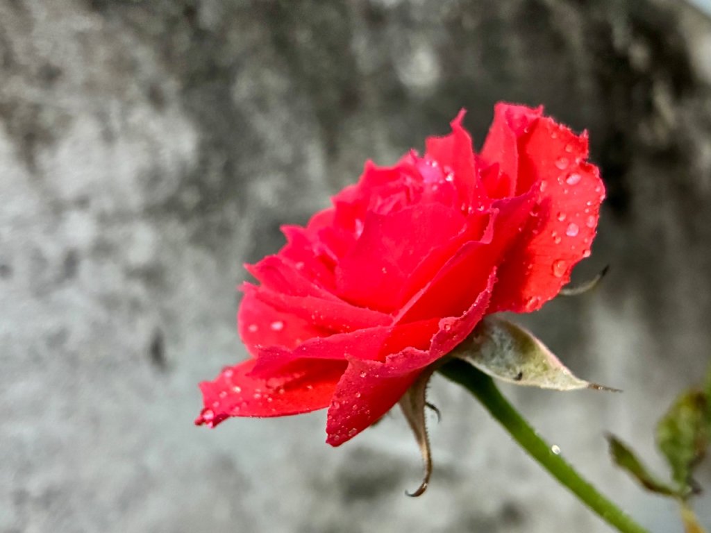 IMG_6216.jpeg