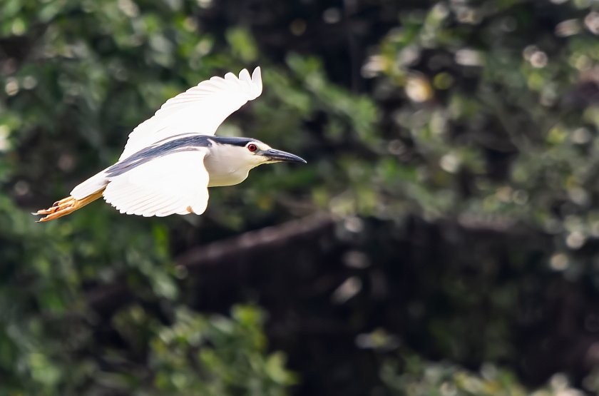 IMG_2180Crop.JPG